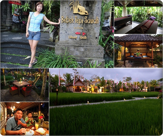 bebek tepi sawah.jpg