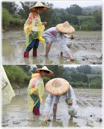 石虎米插秧 (3).jpg 石虎米插秧 (3).jpg