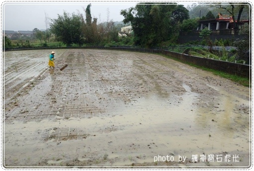 石虎米插秧 (6).jpg 石虎米插秧 (6).jpg