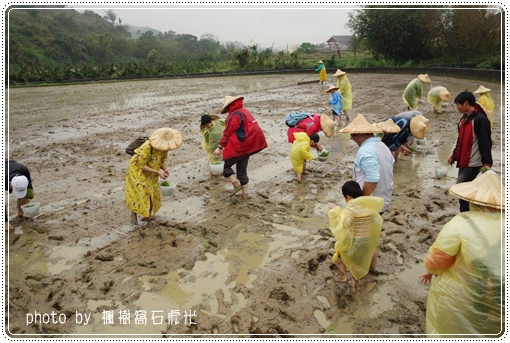 石虎米插秧 (7).jpg 石虎米插秧 (7).jpg