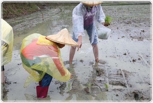 石虎米插秧 (13).JPG 石虎米插秧 (13).JPG