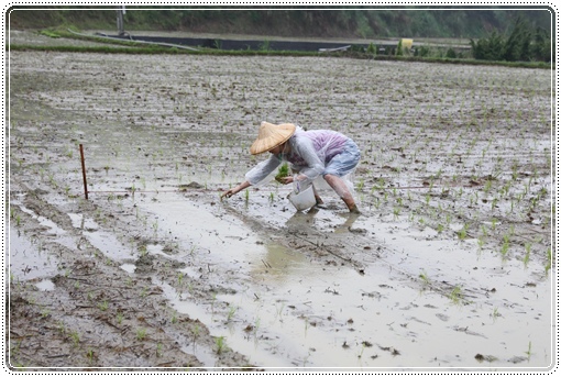 石虎米插秧 (14).JPG 石虎米插秧 (14).JPG