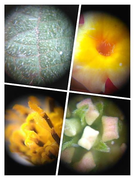 uhandy行動顯微鏡