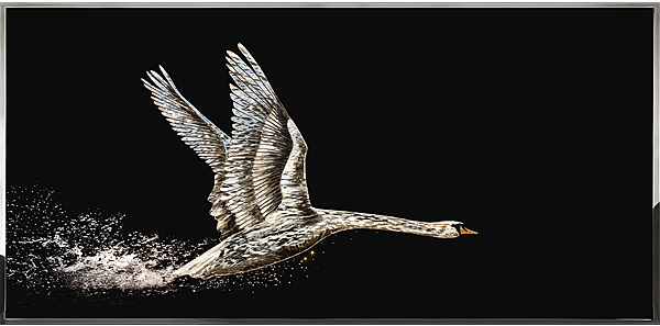 swan_art work_visionnaire-2.png
