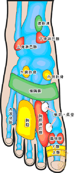 腳背