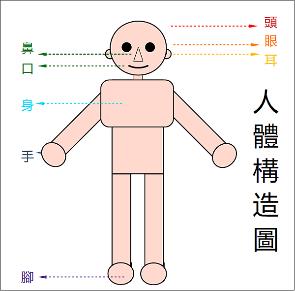  個人防護具 簡介－人體構造圖