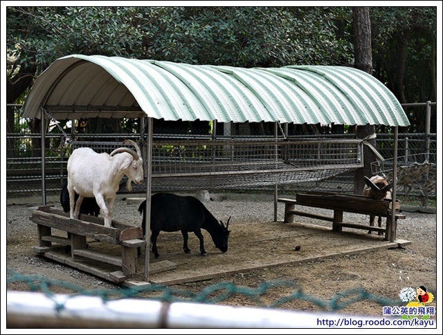 130224-動物園05羊