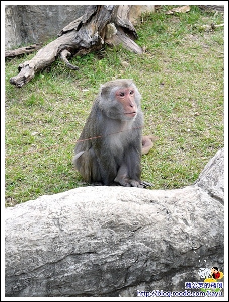 130224-動物園09猴