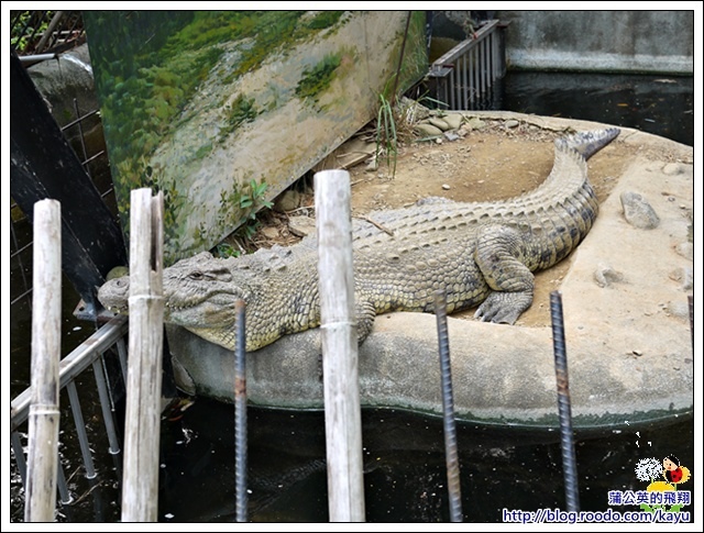 130224-動物園16鱷魚