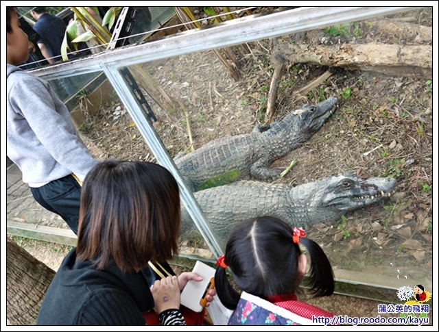 130224-動物園17鱷魚