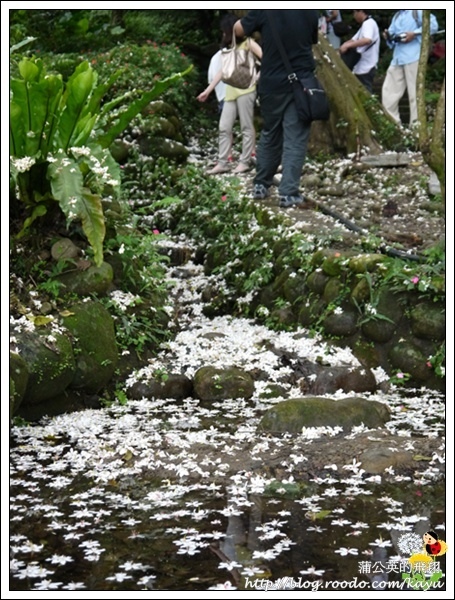 120429-04十一指古道03