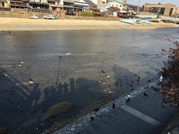 河堤烏鴉