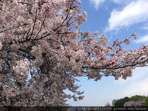 tanya o hana ni sakura201405 134.JPG