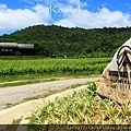 vineyard-hh-03-1.jpg