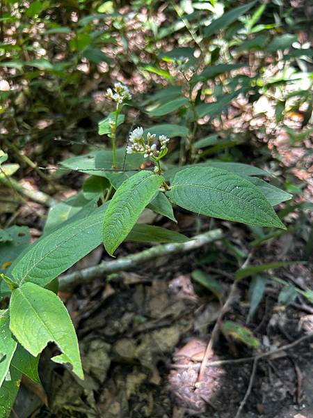 賽德克與火炭母草的對話