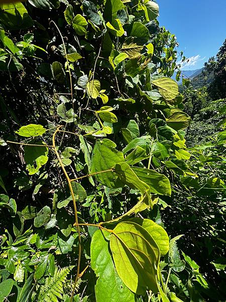傳統植物-山葛