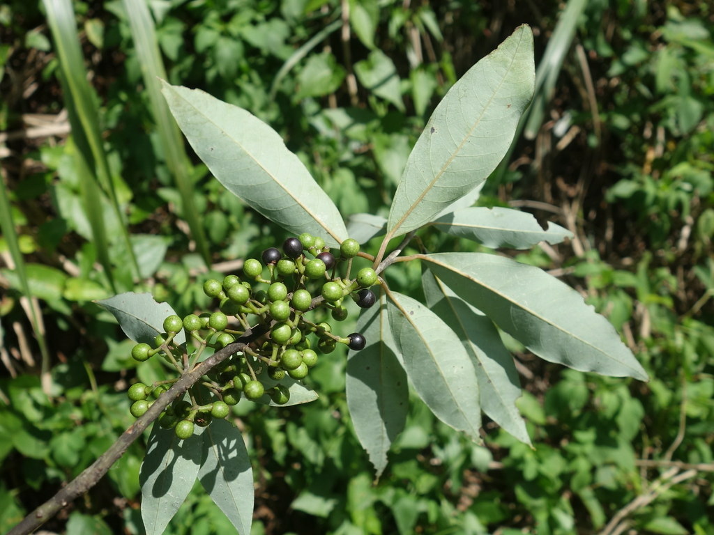 山胡椒.jpg
