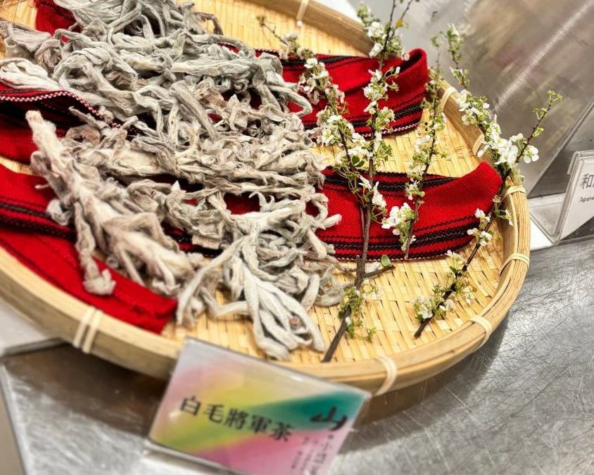 賽德克民族植物-白毛將軍