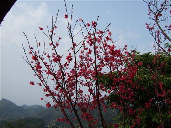 石岡壩附近的山櫻花