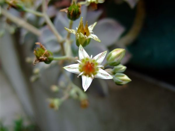 石蓮花的「花」