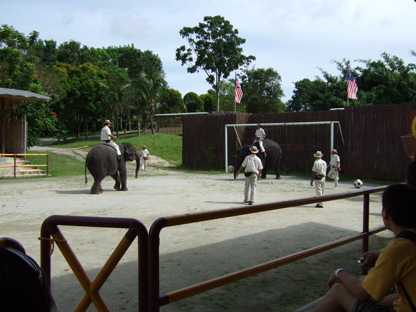 大象守門員擋下來了！