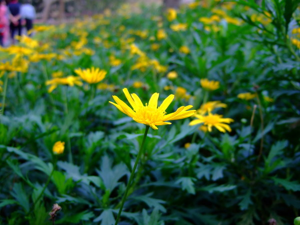 菊花科