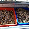IMAG0057.jpg