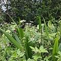20160702_151842.jpg