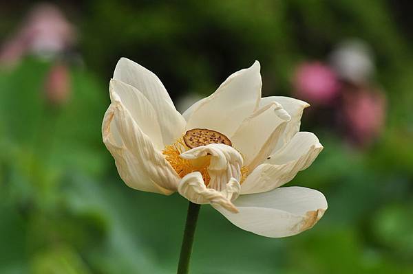 Sick lotus