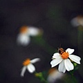 20111203~05花蓮1-IMG_0795.jpg