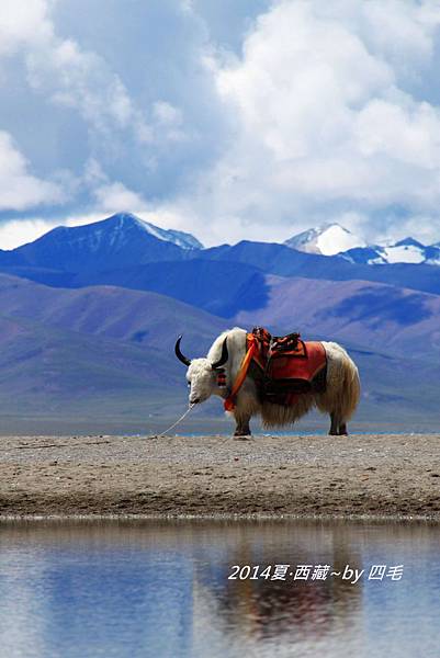 20140817西藏。3_1383.jpg