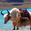 20140817西藏。3_1426.jpg
