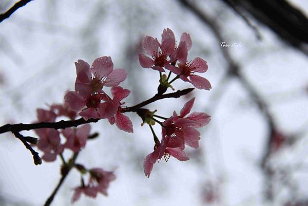 20150223花開了1IMG_7754.jpg