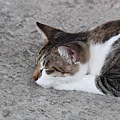 20100914_瑞芳猴硐_ 28.jpg