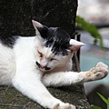 20100914_瑞芳猴硐_ 37.jpg