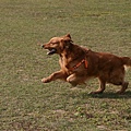 奔跑中的黃金獵犬