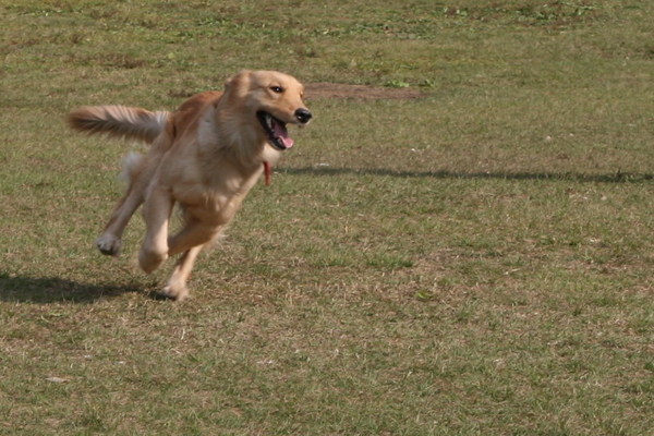 黃金獵犬