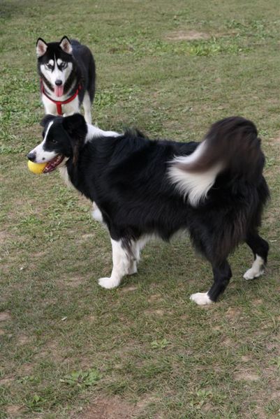 邊境牧羊犬