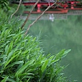 20120521_宜蘭_59.JPG