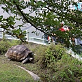 20131029_動物園貓空一日遊_15.JPG