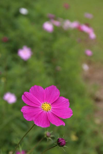 20140325_桃園一日遊_22.JPG