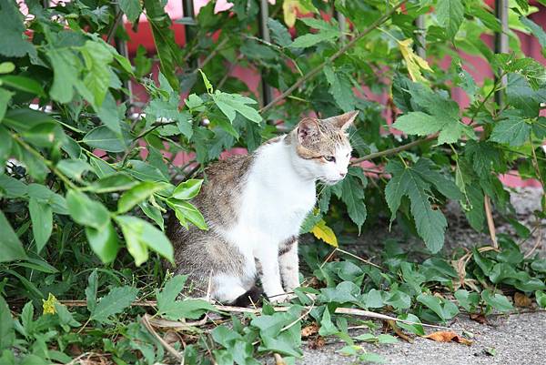 20100914_瑞芳猴硐_ 79.JPG