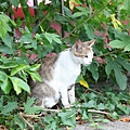 20100914_瑞芳猴硐_ 79.JPG