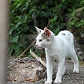 20100914_瑞芳猴硐_ 85.JPG