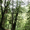 20090628_拉拉山_047.JPG