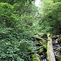 20090628_拉拉山_057.JPG