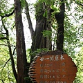 20090628_拉拉山_063.JPG