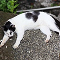 20100914_瑞芳猴硐_ 44.JPG