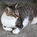 20100914_瑞芳猴硐_ 31.jpg