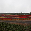 20100905_北海道_060.JPG